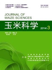 玉米科學