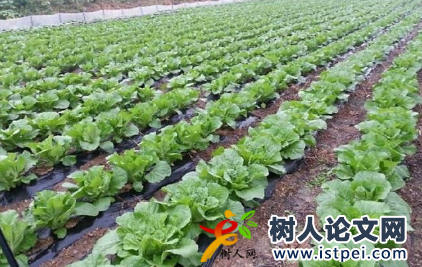 蔬菜種苗培育類教材能評(píng)農(nóng)業(yè)系列職稱嗎